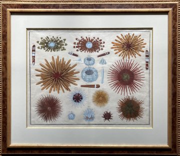 click for detailed image Seba sea urchins.jpg